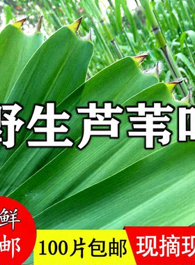 粽叶新鲜粽子叶大号正宗芦苇叶