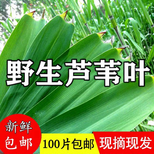 粽叶新鲜粽子叶大号正宗芦苇叶