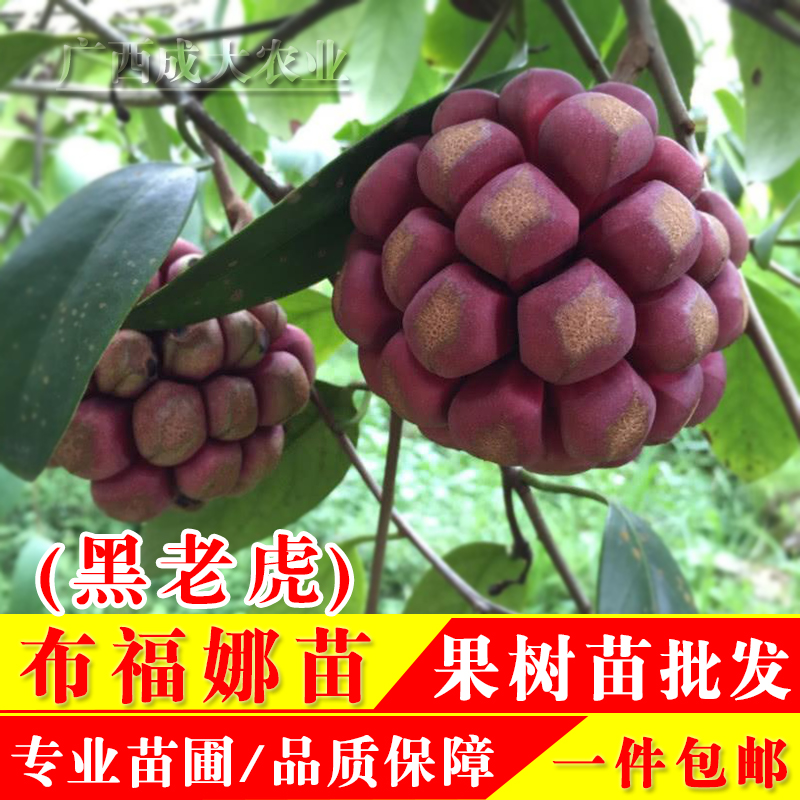 果树苗黑老虎布福娜树苗冷饭团爬藤苗盆栽庭院南北方种植当年结果