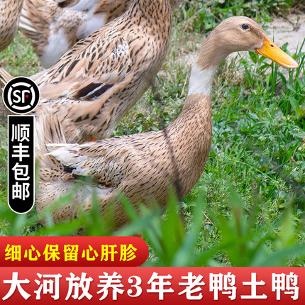 农家散养 3年老鸭土鸭子 水鸭散养麻鸭新鲜现杀鸭肉老鸭汤净2.5斤