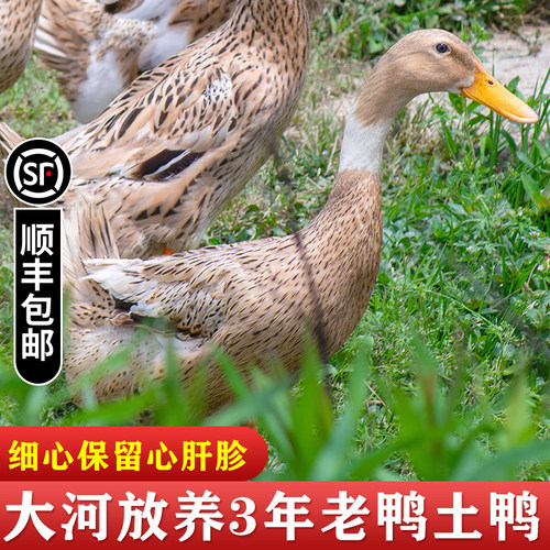 新鲜现杀  杀后约2.5斤左右 三年老麻鸭