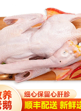苏北农家散养带包老鹅大白鹅草鹅土鹅肉现杀新鲜笨老鹅铁锅炖大鹅