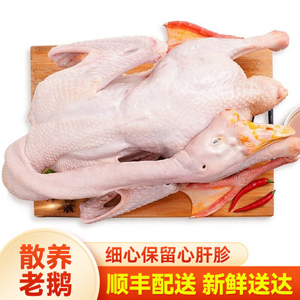 苏北农家散养带包老鹅大白鹅草鹅土鹅肉现杀新鲜笨老鹅铁锅炖大鹅