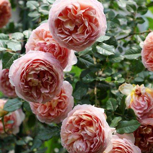 可藤可灌月季亚伯拉罕达比大花浓香多季开花庭院花卉