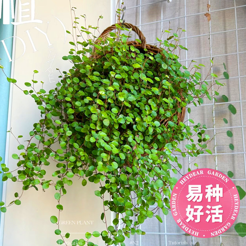 千叶吊兰盆栽悬挂观叶植物烘焙糕点装饰蛋糕点缀绿植水培千叶兰图片