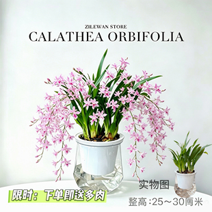 桌面绿植小盆栽水培植物工位绿植室内客厅办公室懒人好养四季常青