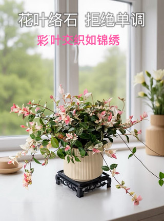 桌面绿植小盆栽四季垂吊办公室创意花卉室内庭院吊篮爬藤绿植好养