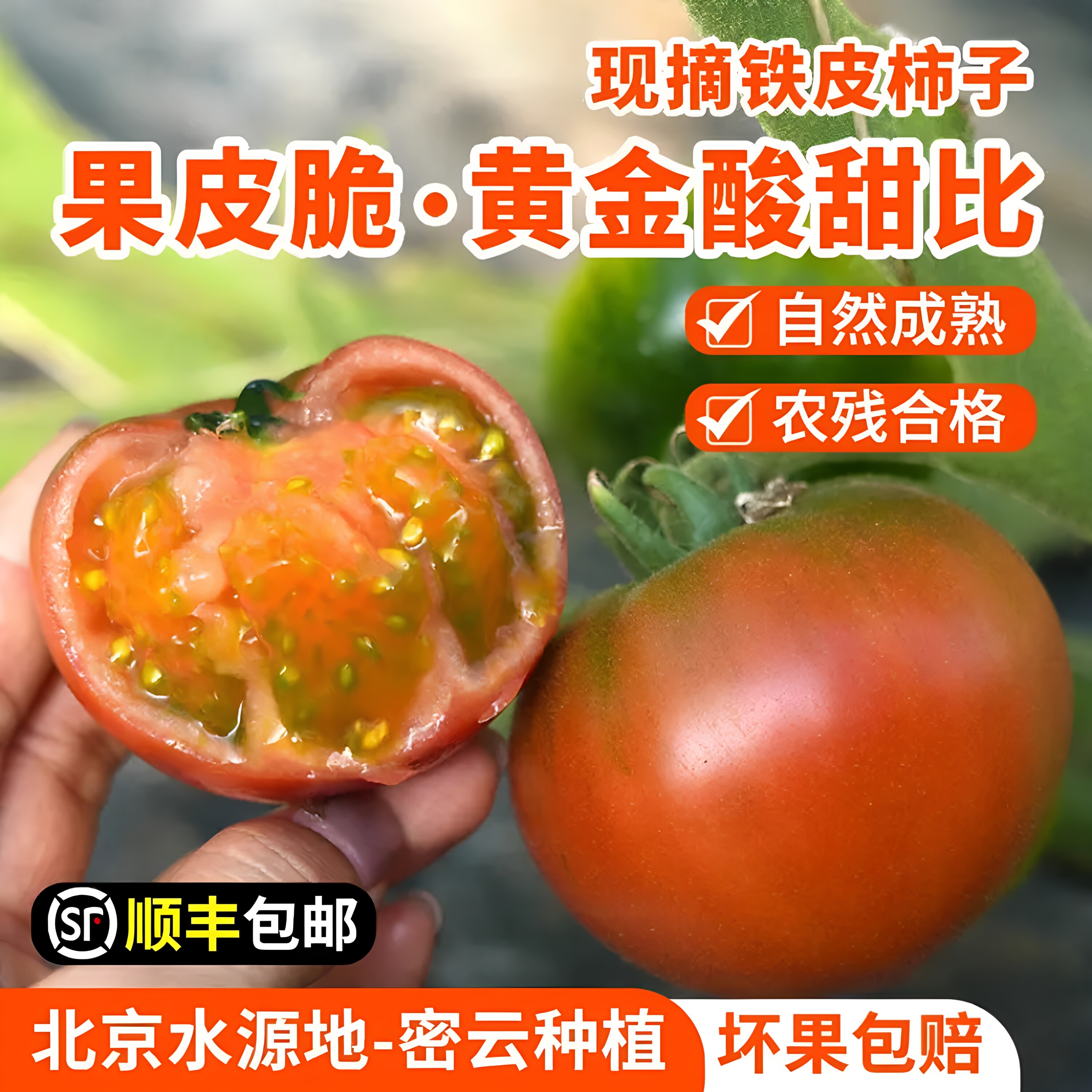 顺丰包邮正宗铁皮草莓柿子新鲜当季西红柿生吃水果东北番茄酸甜口