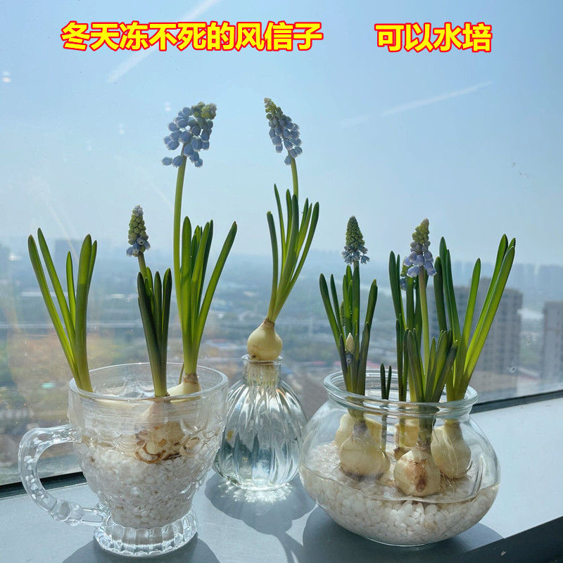 葡萄风信子种球水养土培套餐冬季水培耐寒易活花卉盆栽植物室内花