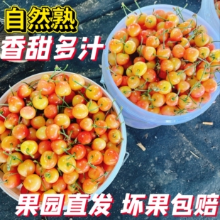 现货山东黄蜜大樱桃3斤烟台黄水晶国产雷尼车厘子孕妇水果黄樱桃