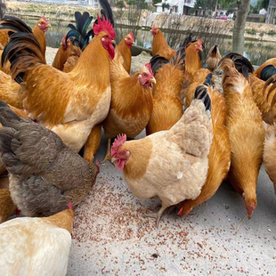 300天以上三黄鸡土鸡老母鸡散养杂粮走地鸡项煲炖汤新鲜整只现杀