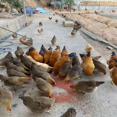 散养250天清远麻鸡煲汤整只包邮