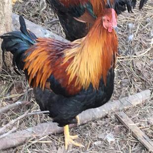 土鸡300天阉鸡清远麻鸡扇鸡太监鸡农家散养鸡走地鸡活体六斤现杀