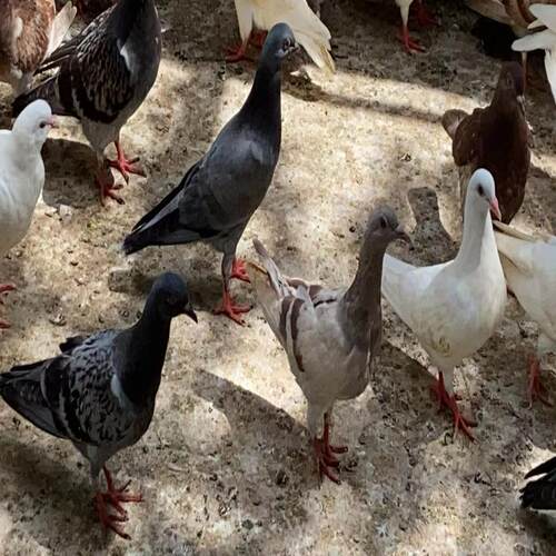 农家散养两年新鲜土鸽子新鲜现杀