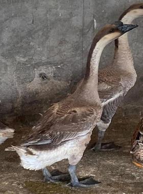 马岗鹅老鹅土鹅农家散养五谷杂粮灰棕鹅活体6-7斤整只新鲜现杀