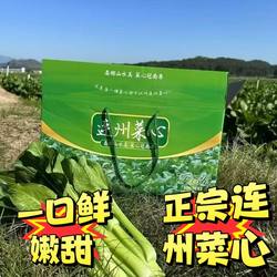 广东顺丰冷链连州菜心连州迟菜心现摘现发多地包邮到家