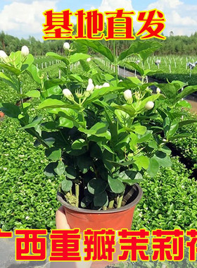 正宗横县重瓣茉莉花盆栽浓香型可泡茶四季阳台庭院耐热花卉植物