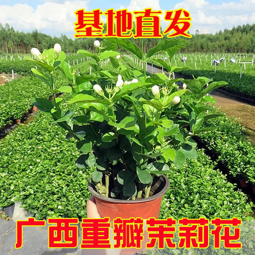 正宗横县重瓣茉莉花盆栽浓香型可泡茶四季阳台庭院耐热花卉植物