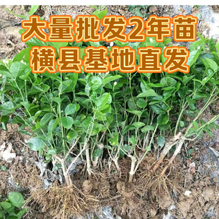 正宗广西横县重瓣茉莉花苗浓香型可泡茶室外阳台懒人好养绿植盆栽