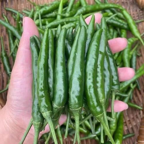 贵州青小米椒特辣新鲜