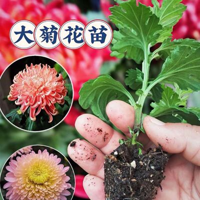 菊花小苗多色鲜花盆栽各种花苗混色耐寒绿植花卉阳台庭院四季室外