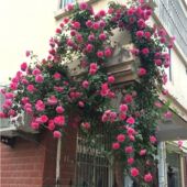 大游行蔷薇花苗爬藤阳台四季 浓香庭院爬墙植物玫瑰花盆栽 藤本月季