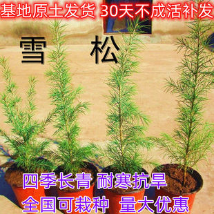 雪松树苗圣诞树香柏宝塔松植物常绿四季常青行道树庭院别墅绿化苗