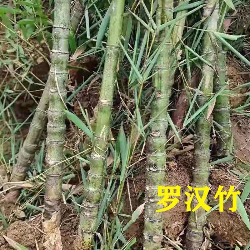 竹子黄金罗汉耐寒庭院观赏盆栽