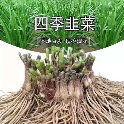 韭菜根苗宽叶紫根小叶现挖绿色蔬菜头茬盆栽庭院蔬菜四季阳台好养