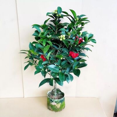 四季茶花盆栽带花苞大红色四季茶花树苗阳台耐寒花卉植物冬季开花