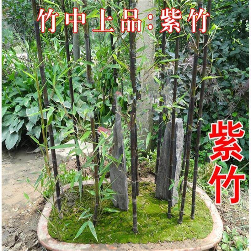 庭院盆栽竹子苗紫竹苗紫竹根紫竹叶青竹苗毛竹金镶玉竹罗汉竹