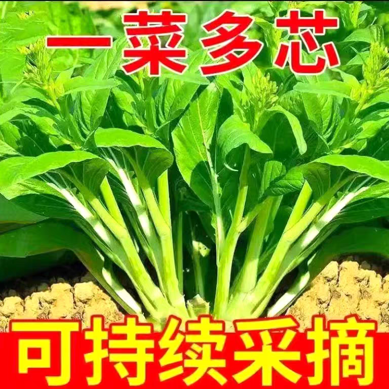 多之多芽菜心多子多福甜菜心种子广东菜心菜苔籽春夏秋蔬菜种子籽