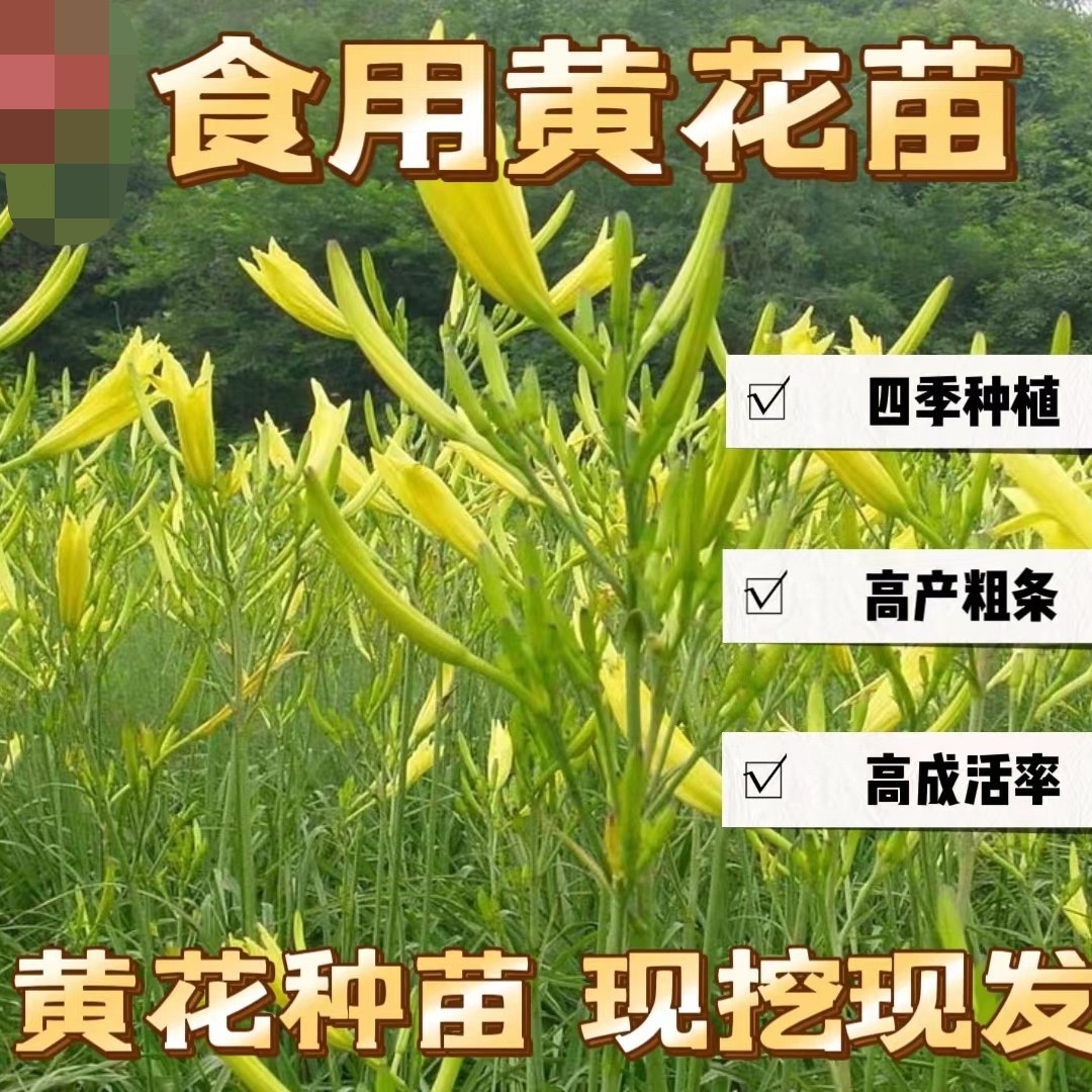 黄花菜种苗金针菜苗四季可种易活高产食用观赏基地现挖直发包成活图片