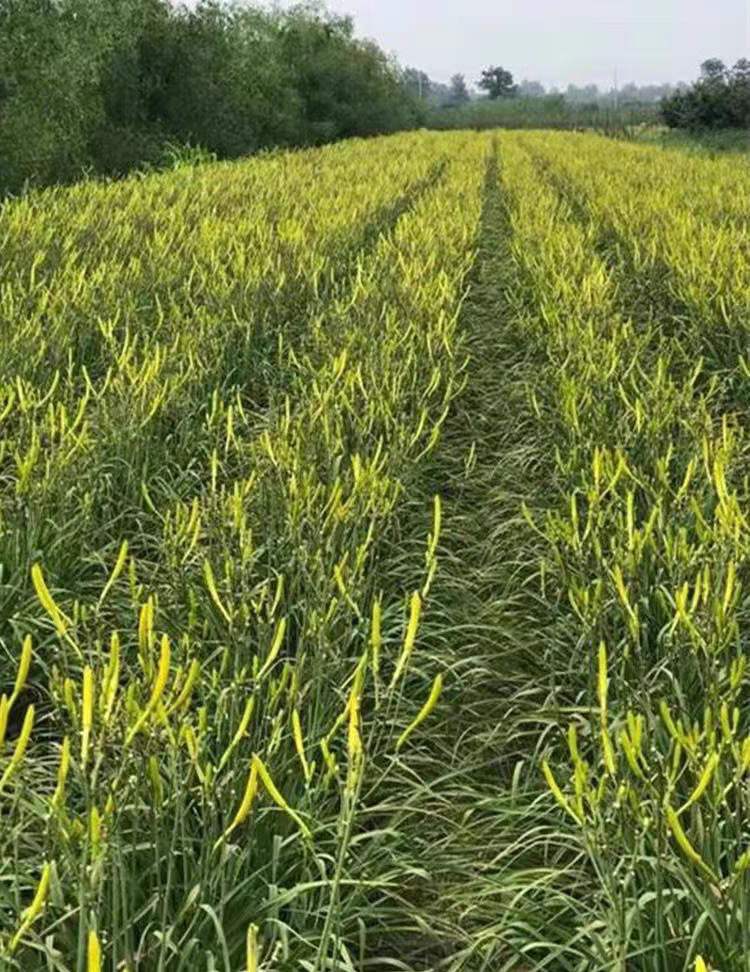 黄花菜种苗金针菜苗四季可种易活高产食用观赏基地现挖直发包活3图片
