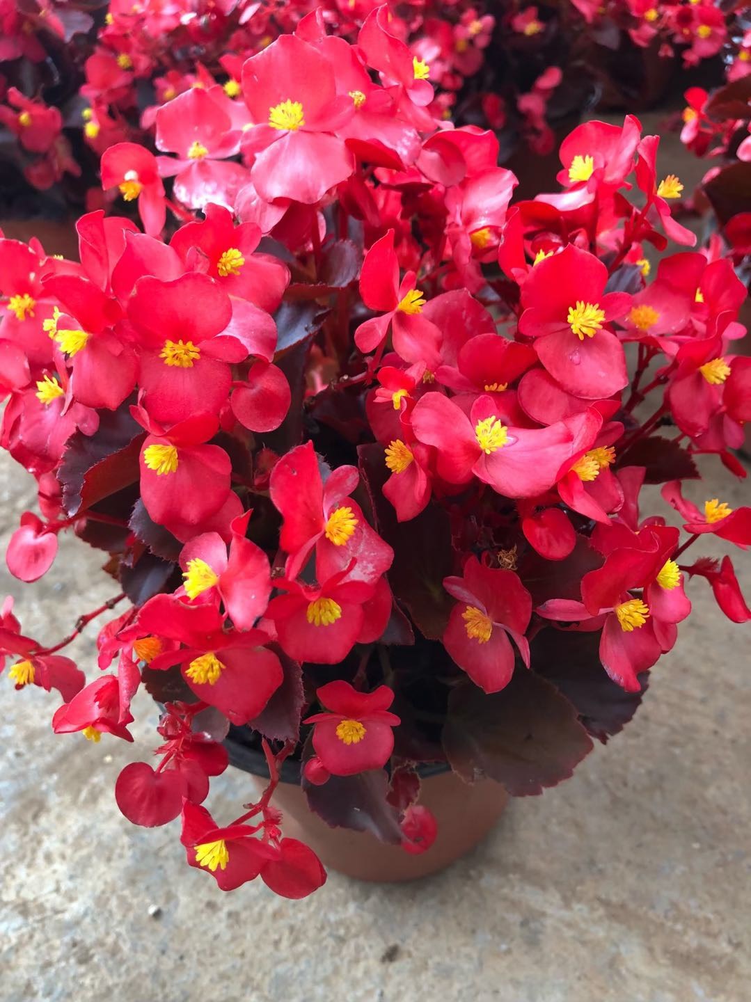 海棠花四季小叶红海棠花开花四季盆栽花卉花期长花卉室内花卉