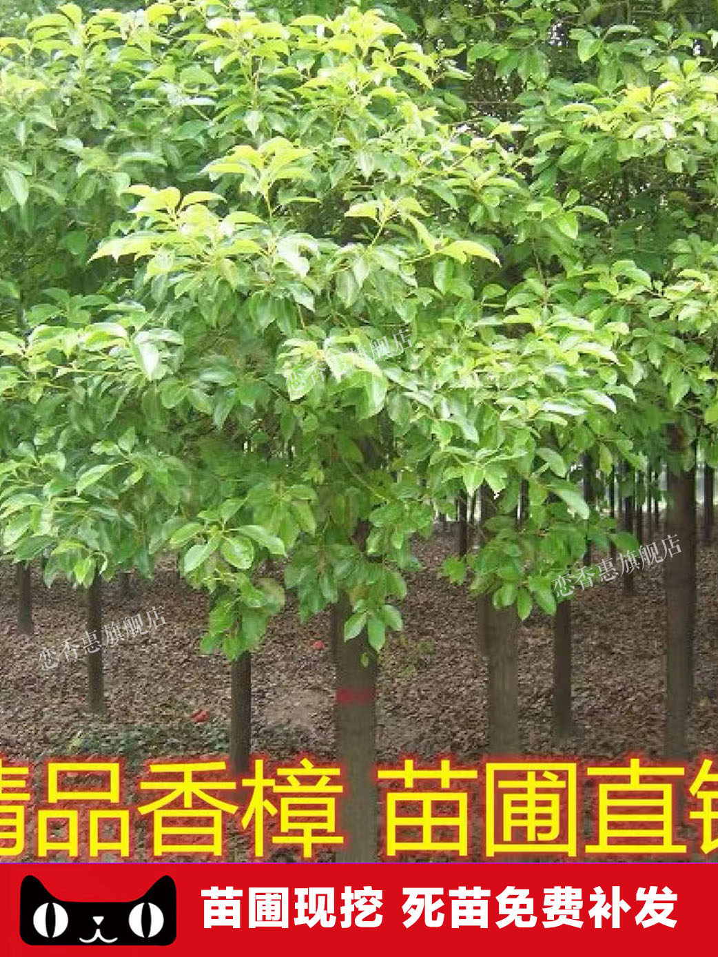 香樟树苗龙脑小苗驱蚊虫四季常青庭院绿化工程盆栽地栽南北方种植