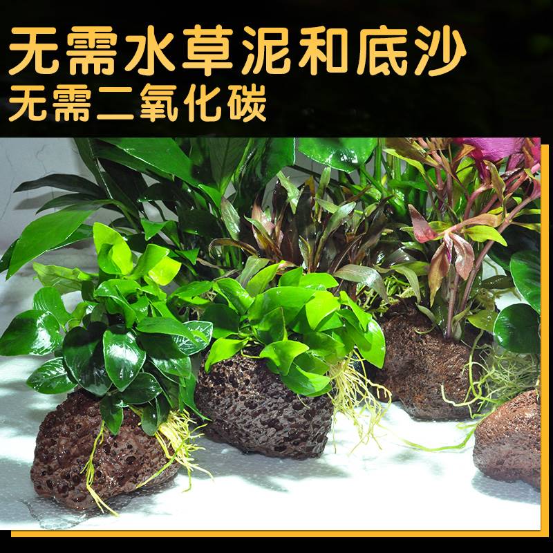 净化花草鱼缸里的水草植物草热带鱼养生态缸冷水造景装饰套餐增氧 鲜花速递/花卉仿真/绿植园艺 绣球/木绣球/木本植物 原图主图