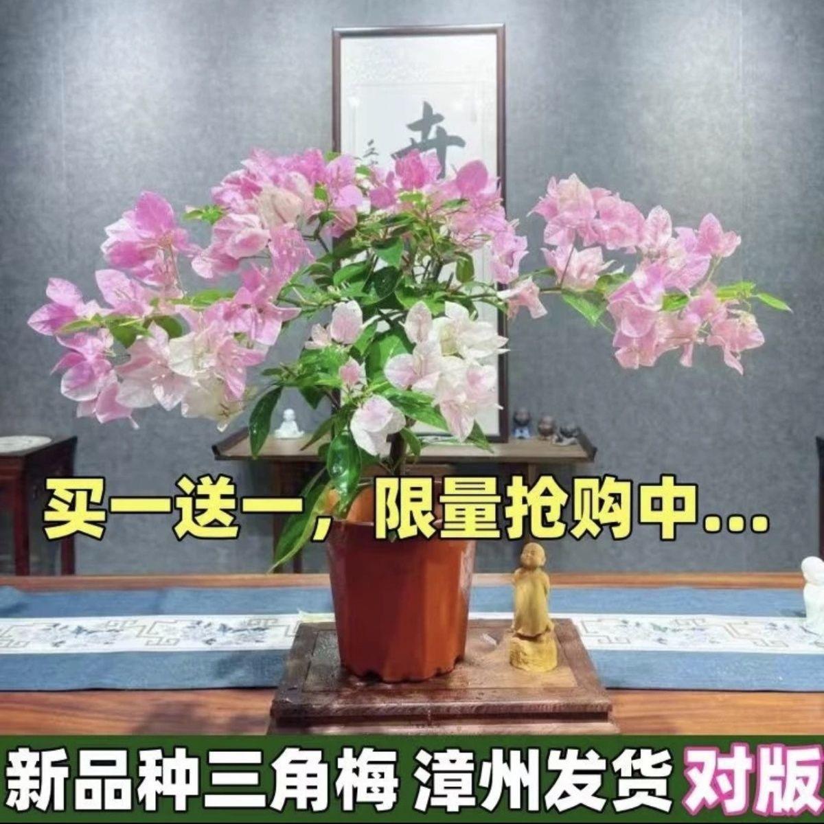 三角梅盆栽老桩小苗重瓣勤花品种爬藤室内花卉植物四季开花易养活