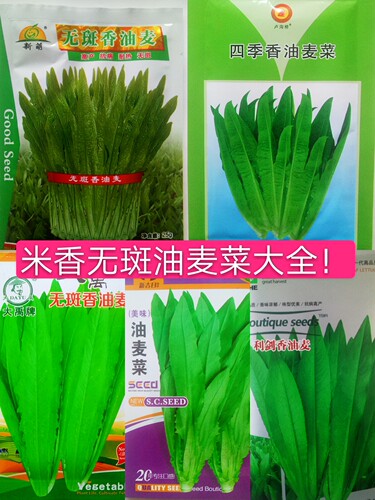 阳台盆栽四季油麦菜种子