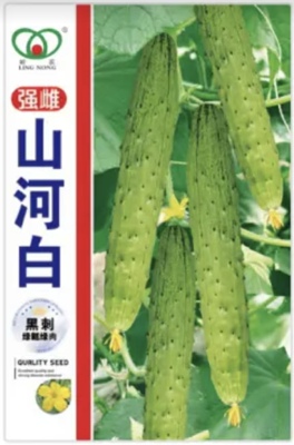 山河白黄瓜种子全雌脆嫩香甜老品