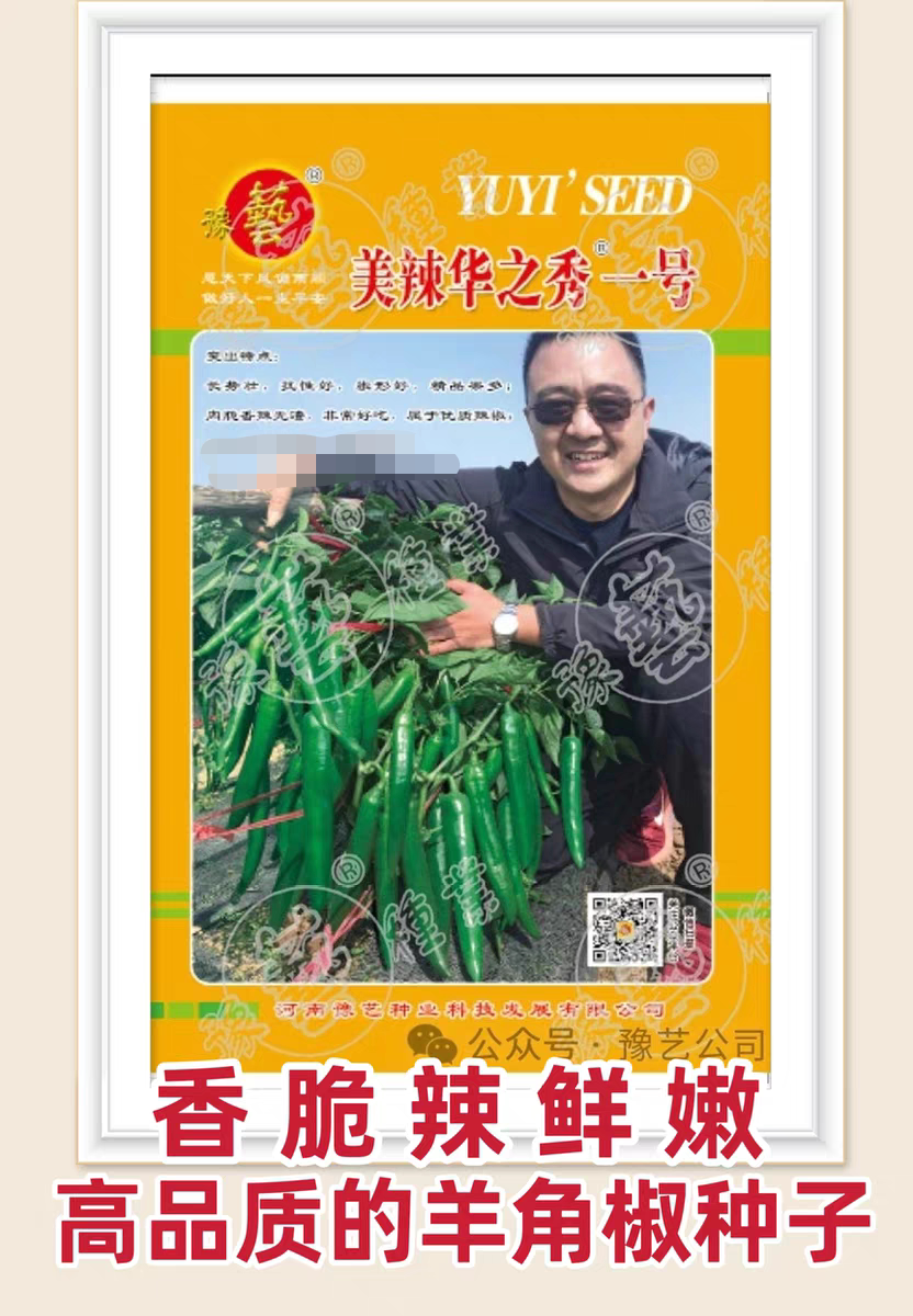 豫艺华之秀一号熟期早露地棚室香辣鲜嫩无渣肉厚羊角椒辣椒种子