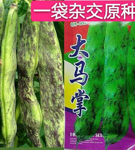 东北大马掌油豆角种子扁片亚布力