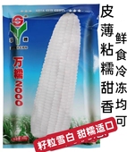 河北华穗万糯2000白粘玉米种子籽甜加粘鲜食冷冻春秋播大棒