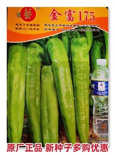 豫艺种业金富175大牛角辣椒种子黄绿色春季 蔬菜1000 秋季