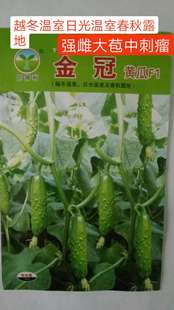 东北旱黄瓜种子金丰F1大苞中刺瘤越冬日光温室春秋露地金冠F1强雌