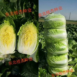 东北白菜种子秋种露地黄心韩秋88大结实2019开锅烂腌酸菜鲜食