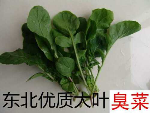 阳台庭院盆栽蔬菜种子