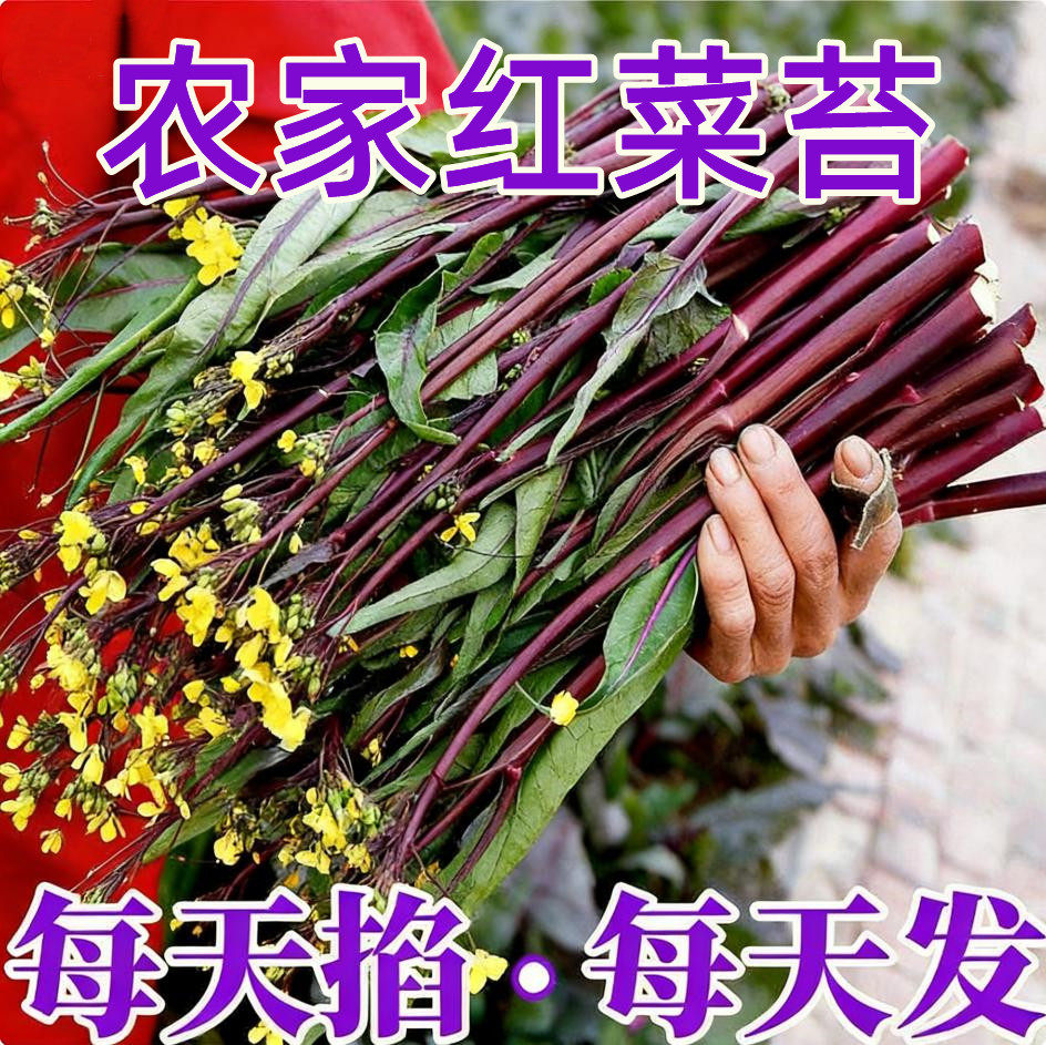 红油花菜薹菜湖北红菜苔脆嫩紫菜苔农家特产洪山红菜苔油菜心蔬菜,水产肉类/新鲜蔬果/熟食,叶菜类,淘宝优惠券,粉丝福利购,淘宝优惠卷