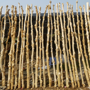 干树枝去皮白树枝装饰鸿运树摆件造景橱窗道具实木造型枯树藤条杆