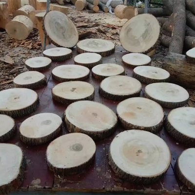 原木片绘画手工年轮材料拍摄diy